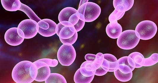 How Candida Affects Eczema and What To Do To Treat It - Scrachee